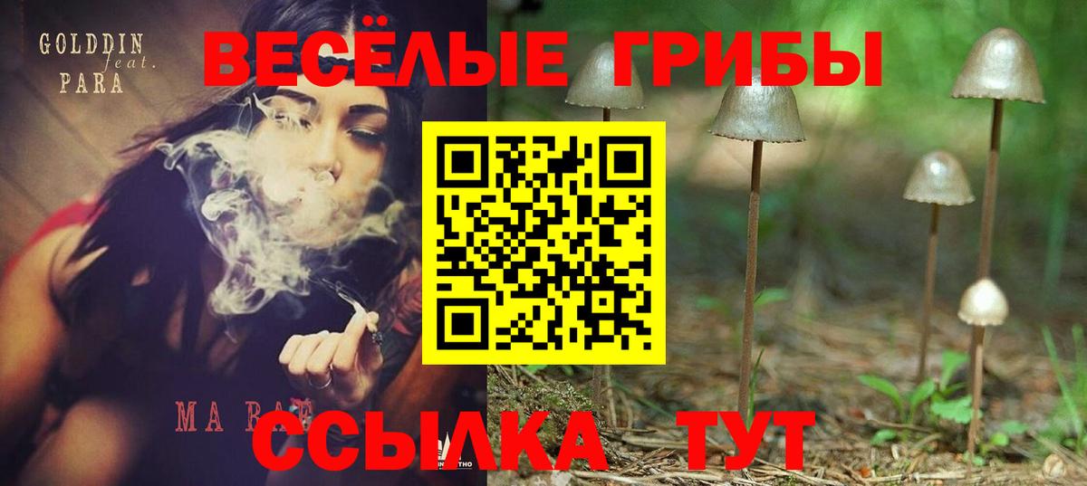 Галлюциногенные грибы Psilocybe Горно-Алтайск